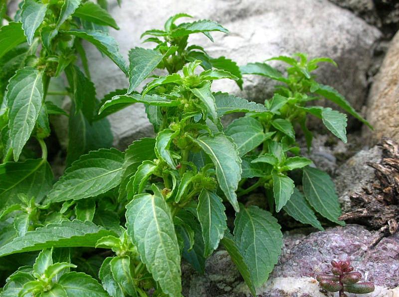 Mercurialis annua / Mercorella comune